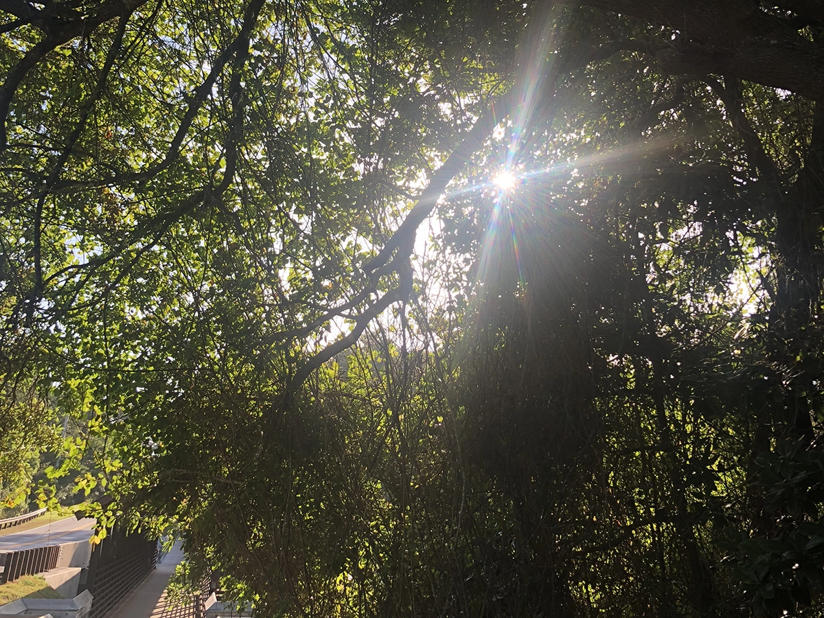 sun shining through the trees